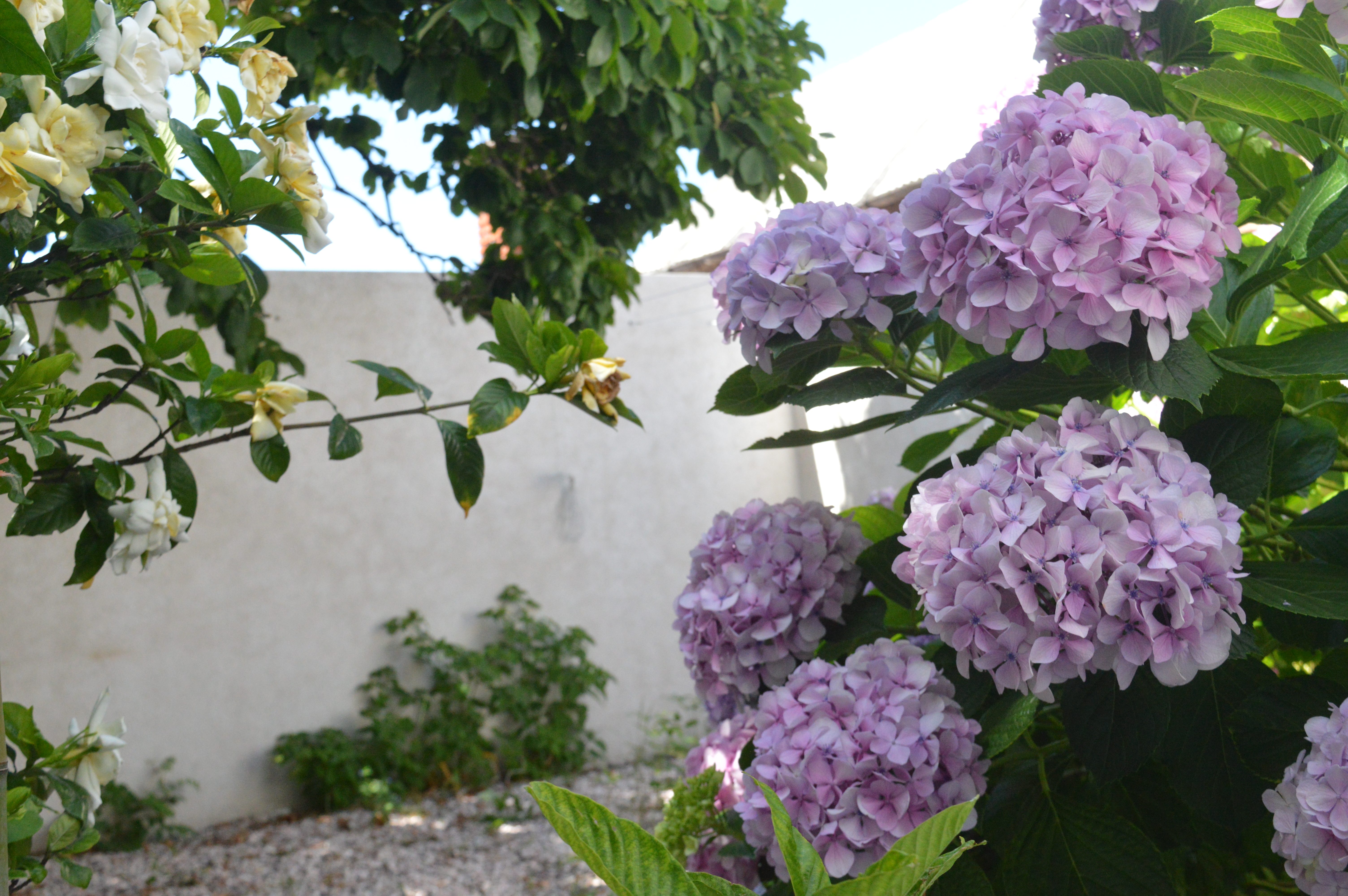 Jardín Residencial Lumina